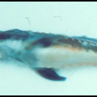 thumbnail for publication: Streptococcal Infections of Fish